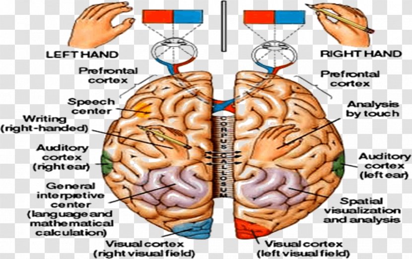 Human Brain Central Nervous System Physiology Anatomy - Tree - Left And Right Transparent PNG