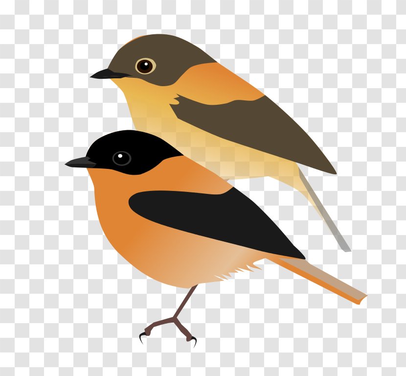 European Robin Finches Old World Orioles American Sparrows - Tin Transparent PNG