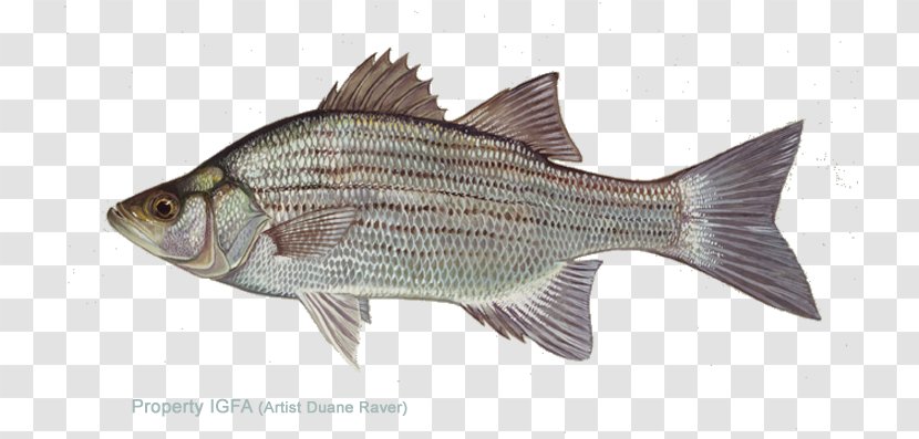 White Bass Striped Largemouth Vertebrate - Tree - How To Join Scales Transparent PNG