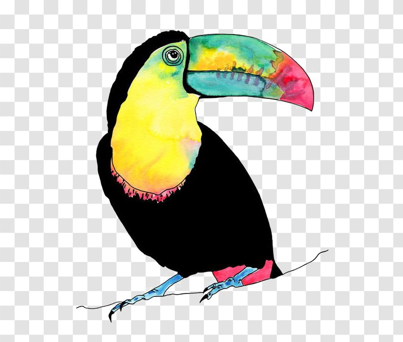 Lovebird Parrot Toucan Illustration - Bird Transparent PNG