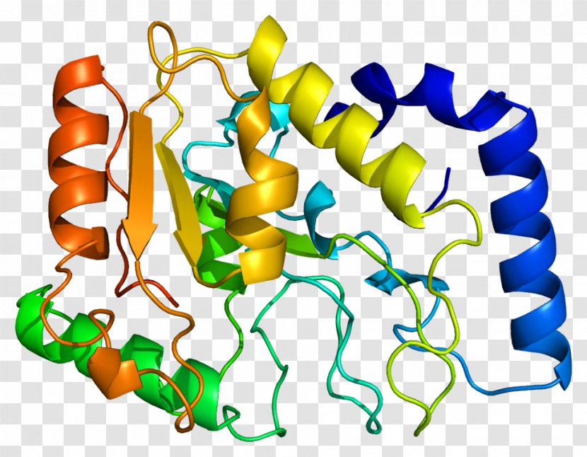 Uracil-DNA Glycosylase Human Genome - Flower - Ribosomal Protein Transparent PNG