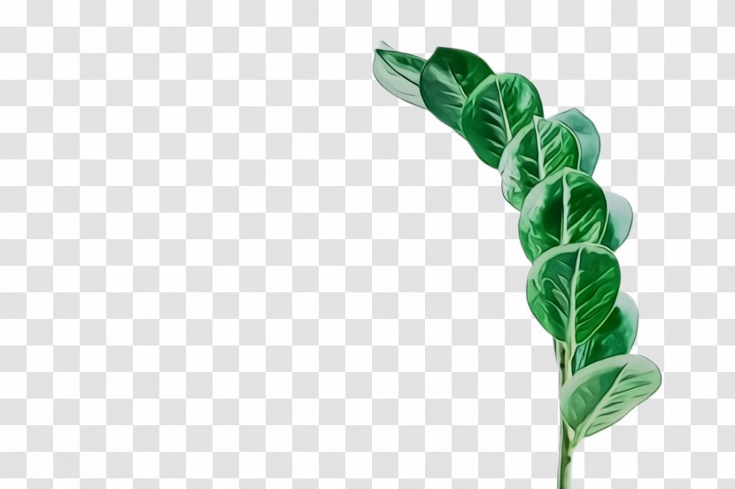 Leaf Green Plant Flower Stem - Paint - Vegetable Twig Transparent PNG