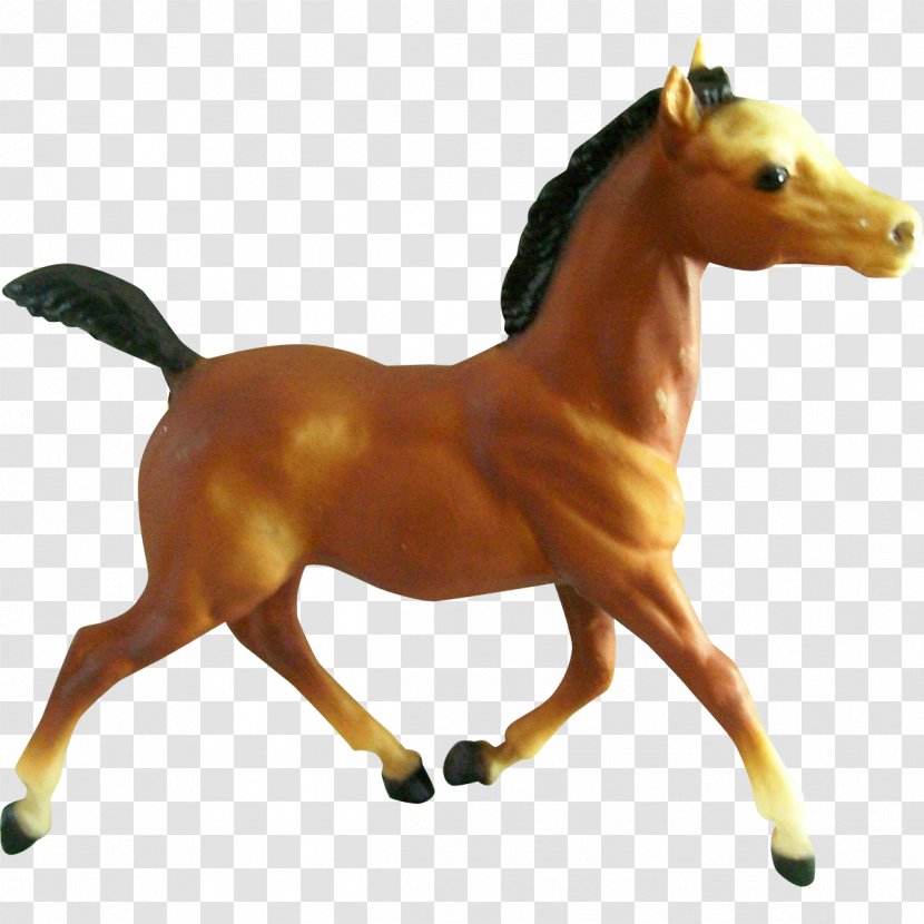 Mustang Foal Arabian Horse Pony Mare - Halter Transparent PNG