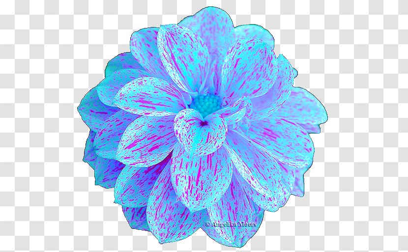 Turquoise - Flower - Moorish Transparent PNG