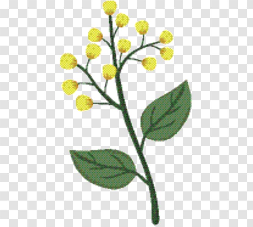 Flower Field - Subshrub - Tanacetum Balsamita Plant Transparent PNG
