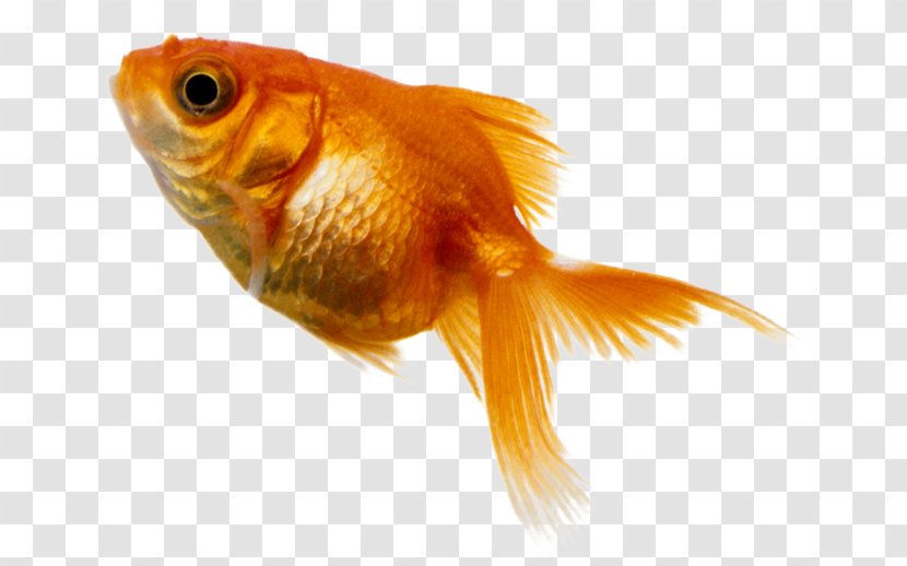 Goldfish Benthic Zone Deep Sea Fish - Fauna Transparent PNG