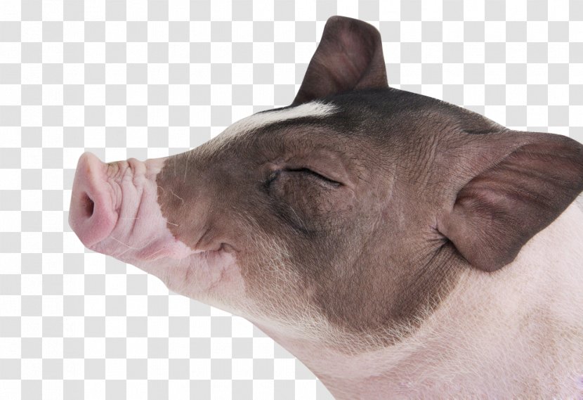 Vietnamese Pot-bellied Miniature Pig Piglet Stock Photography Pet - Livestock - Enjoy Transparent PNG