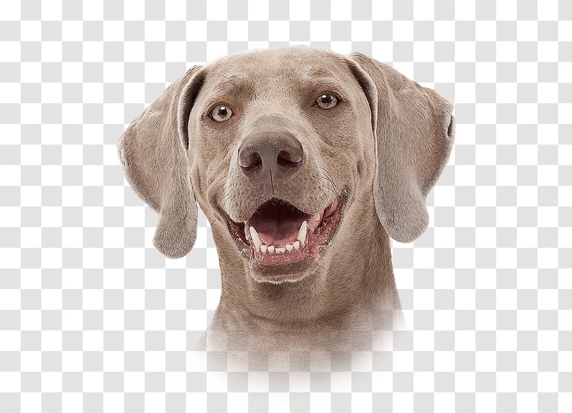 Weimaraner Dog Breed Companion Pointing Snout - Pet - Super Transparent PNG