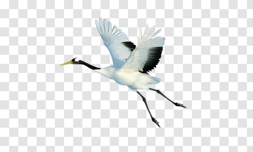 Red-crowned Crane Bird Flight - Like - Flying White Transparent PNG