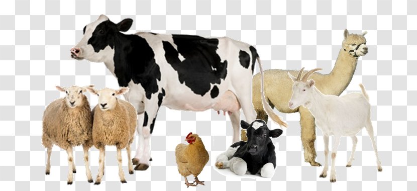 Holstein Friesian Cattle Milk Dairy Farming Livestock Transparent PNG