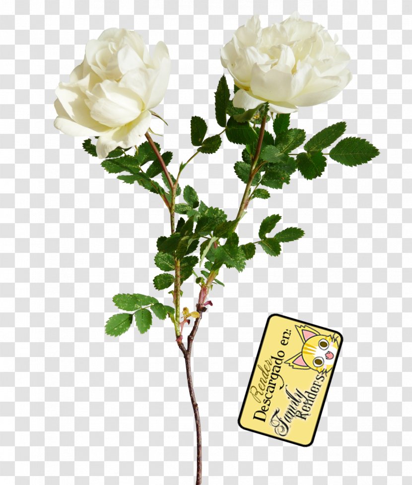 Flower Clip Art - Flowering Plant - White Roses Transparent PNG