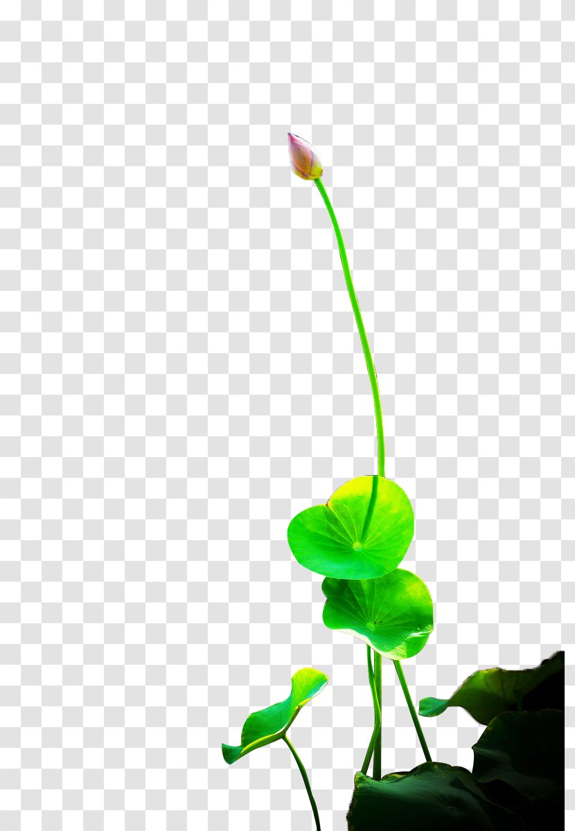 Nelumbo Nucifera Bud Flower - Grass - Lotus Transparent PNG