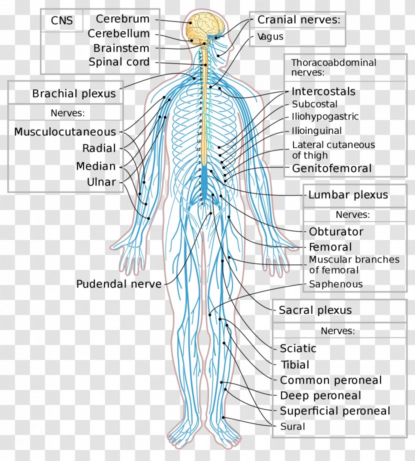 Peripheral Nervous System Nerve Central Spinal Cord - Silhouette - Brain Transparent PNG