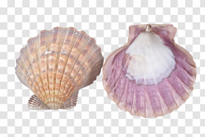 Clam Seashell Cockle Oyster Mussel - Mollusc Shell - SEA SHELL Transparent PNG