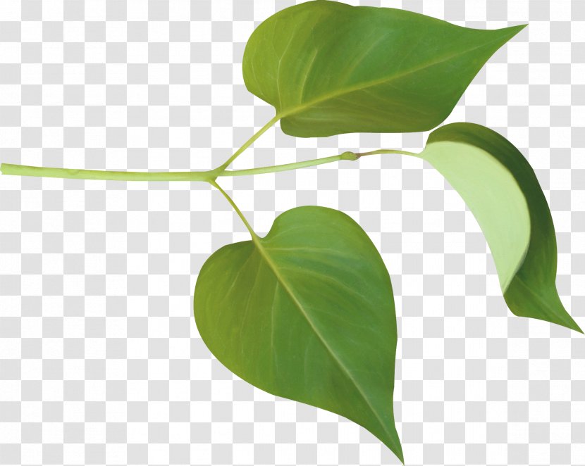 Leaf Lilac Branch Drawing Clip Art - Clover Transparent PNG