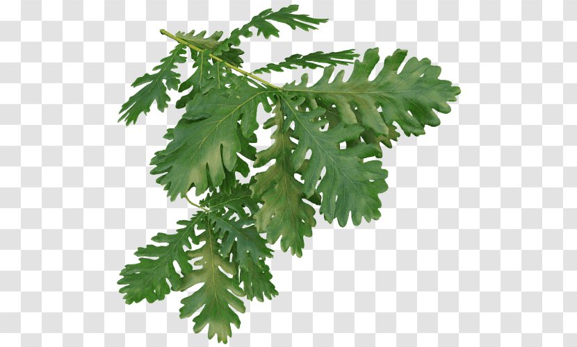 Leaf Quercus Frainetto Tree Willow Oak Twig - Plant Transparent PNG