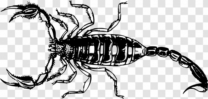 Scorpion Clip Art - Artwork - Scorpions Transparent PNG
