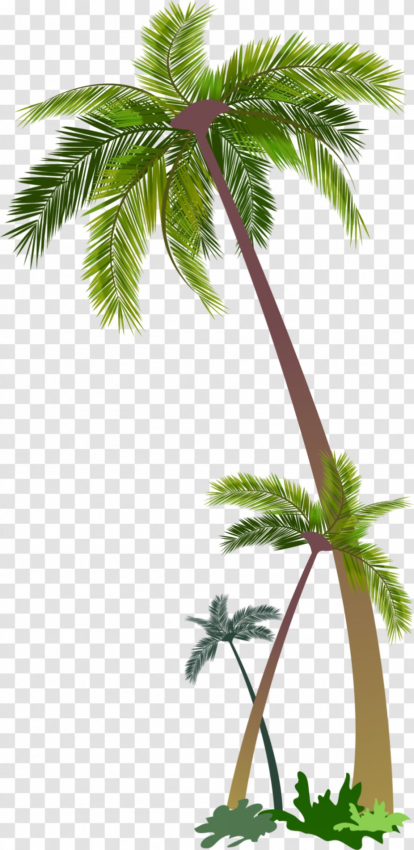 Euclidean Vector Stock Photography Illustration - Plant - Palm Transparent PNG