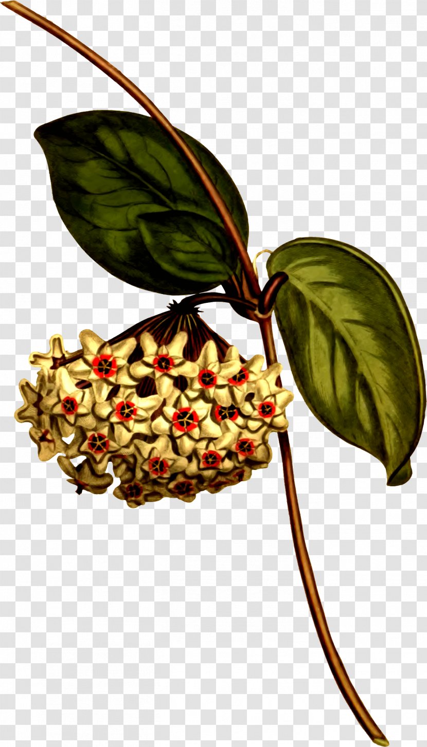 Hoya Carnosa Botanical Illustration Botany Plant Transparent PNG