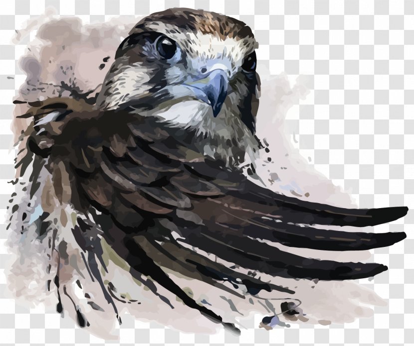 Watercolor Painting Falcon Illustration - Fauna - Vector Eagle Transparent PNG