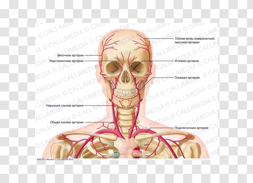 Supratrochlear Artery Head And Neck Anatomy Vein Human Body - Cartoon Transparent PNG