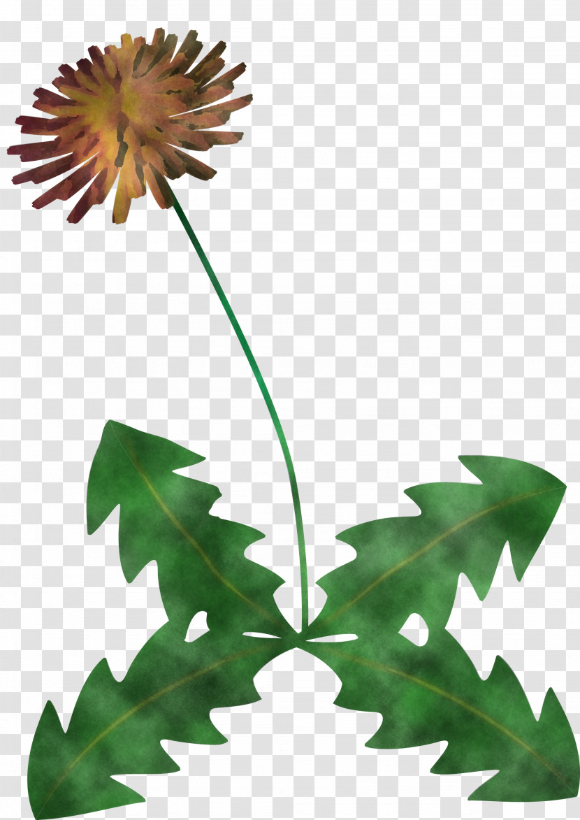 Dandelion Flower Transparent PNG