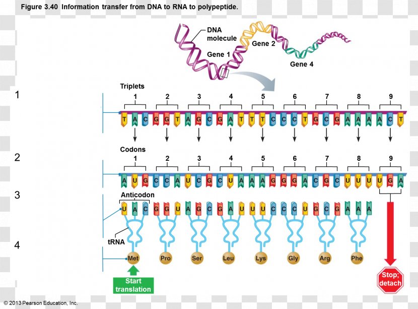 Messenger RNA DNA-binding Protein - Translation - Rna Transparent PNG