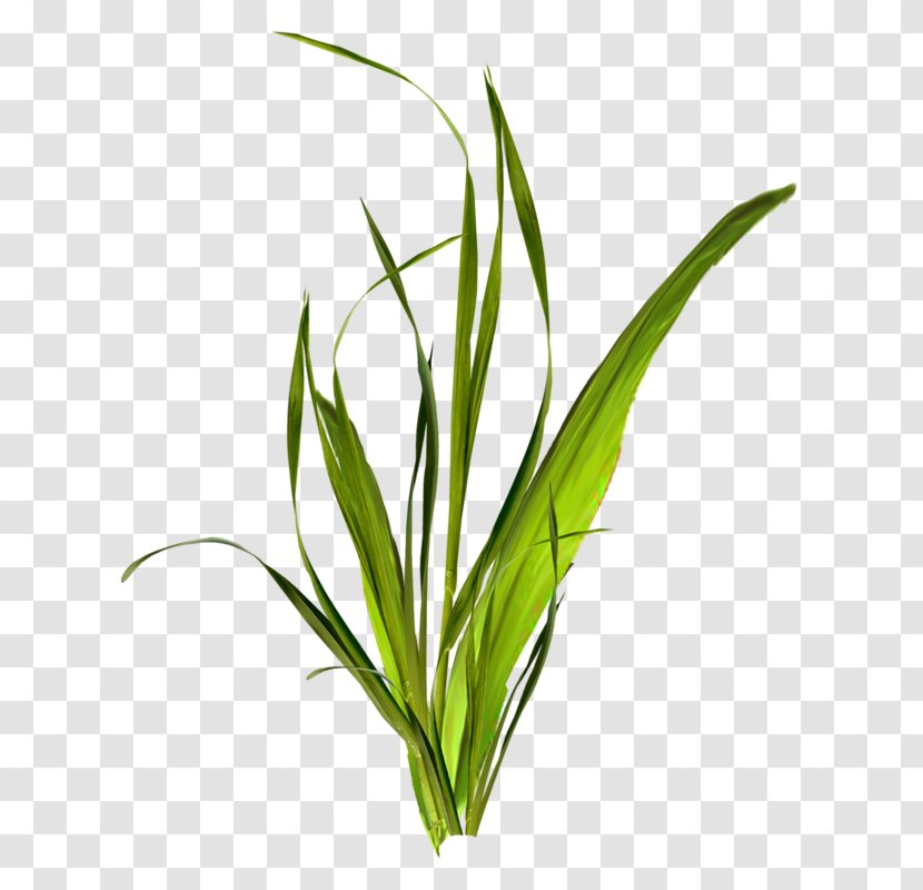 Grass Herbaceous Plant Clip Art - Weed Transparent PNG