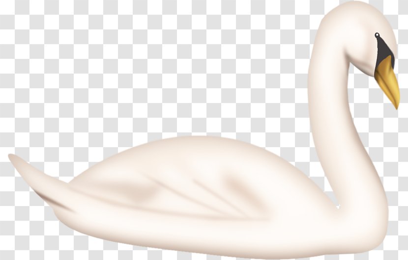 Cygnini Neck Beak - Flower - White Swan Transparent PNG