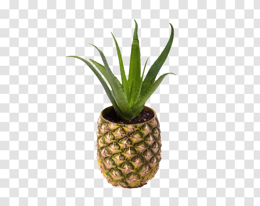 Pineapple Art Flower - Potted Aloe Transparent PNG