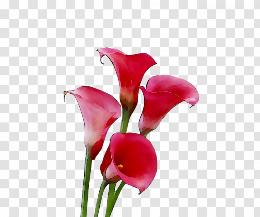 Arum Lilies Cut Flowers Plant Stem Herbaceous Pink M - Plants - Rtv Transparent PNG