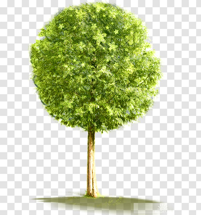 Tree Desktop Wallpaper Clip Art - Document Transparent PNG