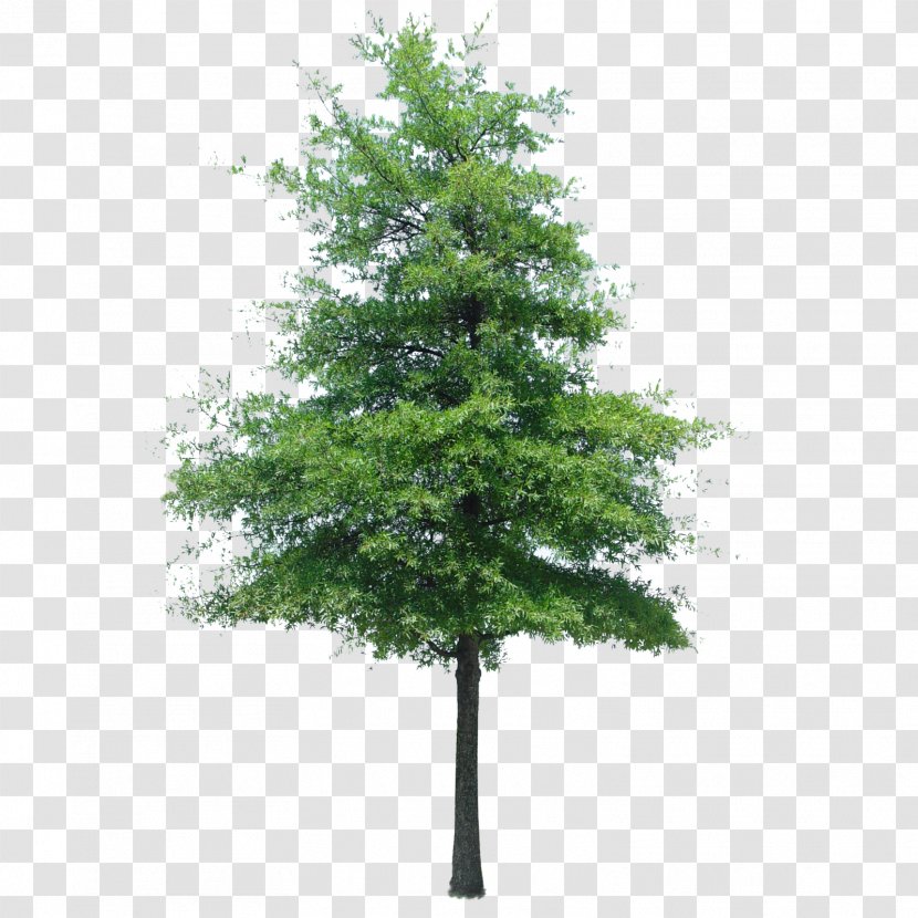 Populus Nigra Tree Oak Quercus Ilex Landscape - Evergreen - Pine Transparent PNG