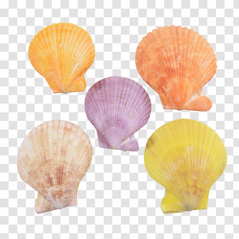 The Seashell Company Pecten Conchology Apartment - Colored Starfish Transparent PNG