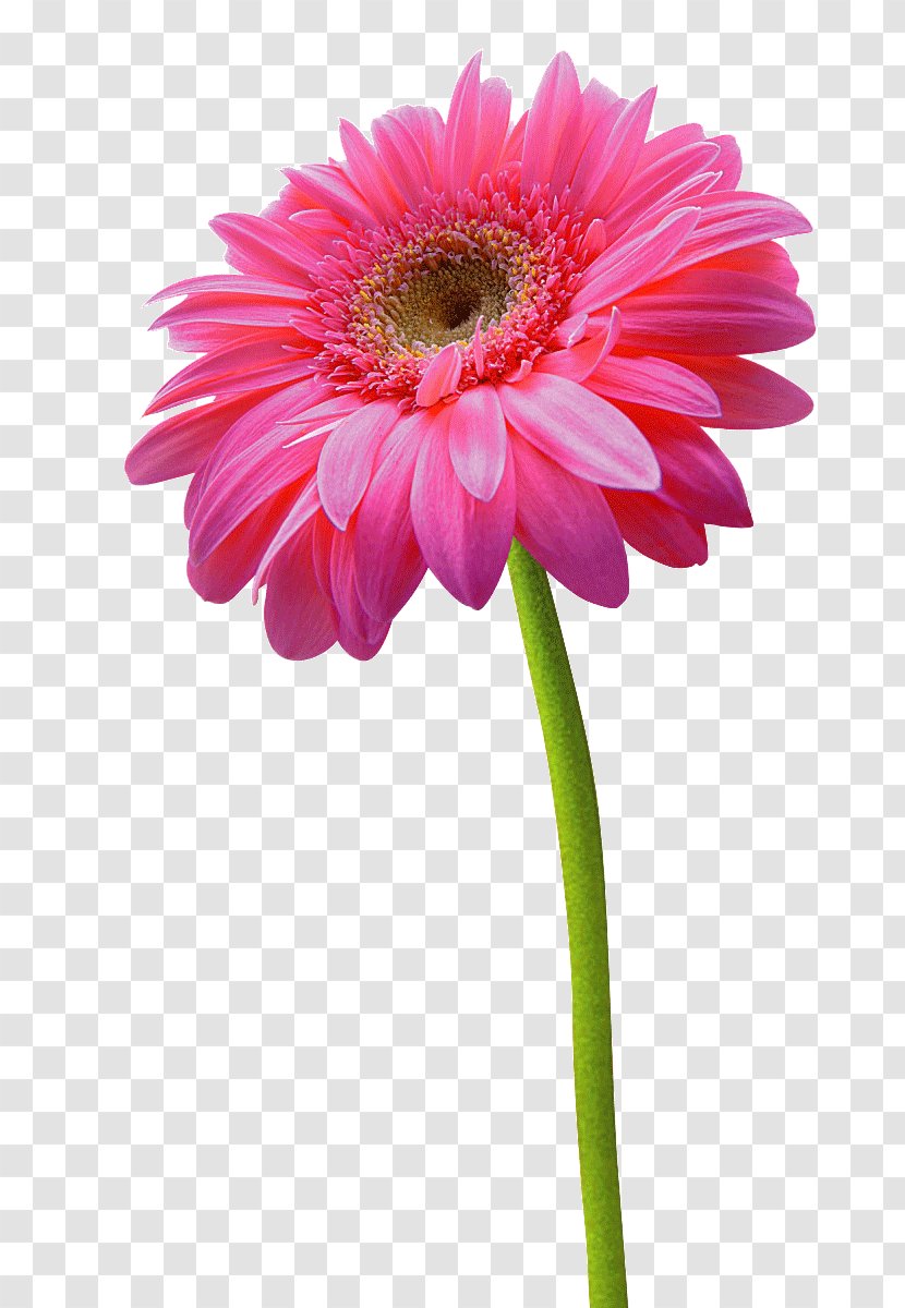 Transvaal Daisy Chrysanthemum Flower Pink - Aster - Red Dahlia Transparent PNG