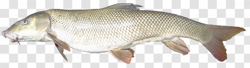 Barramundi Fish Animal Transparent PNG