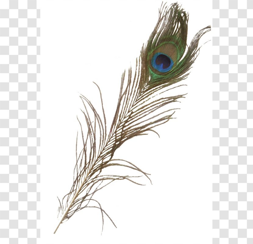 Feather Asiatic Peafowl Iridescence - Natural Number Transparent PNG