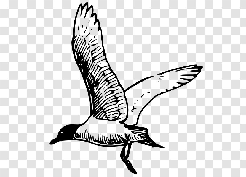 Gulls Clip Art - Ducks Geese And Swans - Beak Transparent PNG