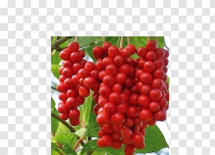 Five-flavor Berry Fruit Herb Medicinal Plants - Schisandra Transparent PNG
