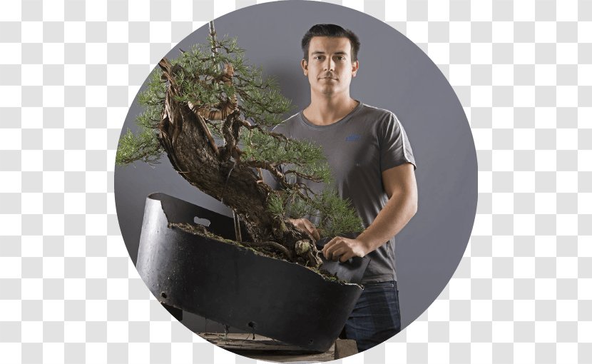 Tree - Plant Transparent PNG