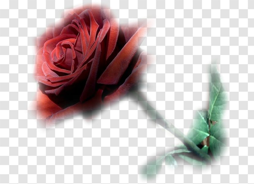 Flower Bouquet Garden Roses Blume Animation - Rose Family Transparent PNG