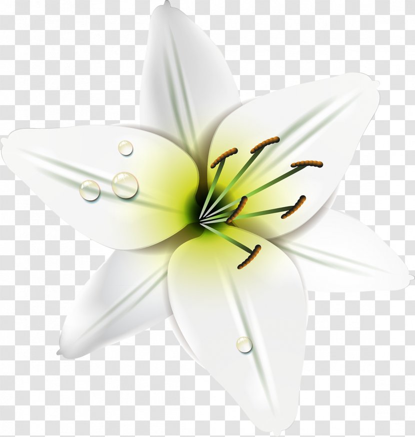 Film Frame Lily M - Petal - Plant Transparent PNG