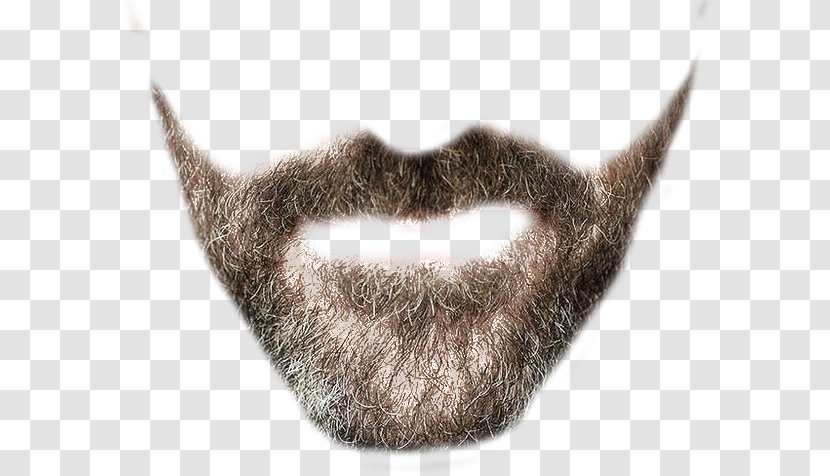 Beard Clip Art - Snout - Clipart Transparent PNG