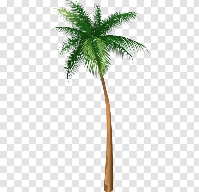 Arecaceae Tree Illustration - Date Palm - Coconut Transparent PNG