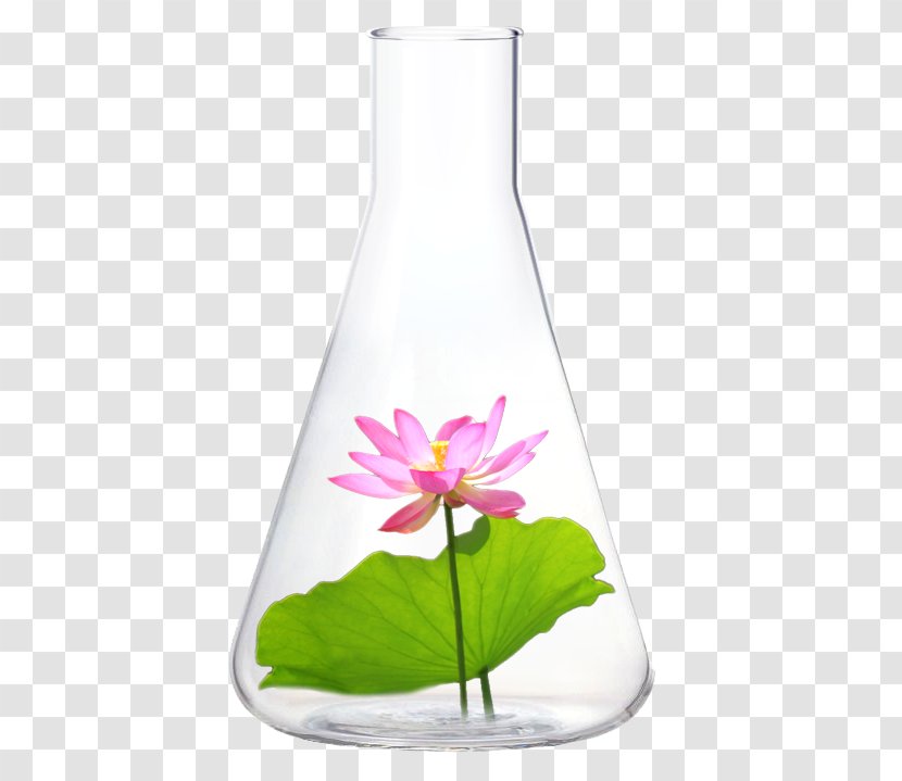 Glass Bottle Vase Liquid - Nelumbo Nucifera Transparent PNG