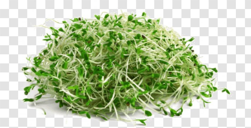 Organic Food Broccoli Sprouts Sprouting Vegetable - Health - Alfalfa Clipart Transparent PNG