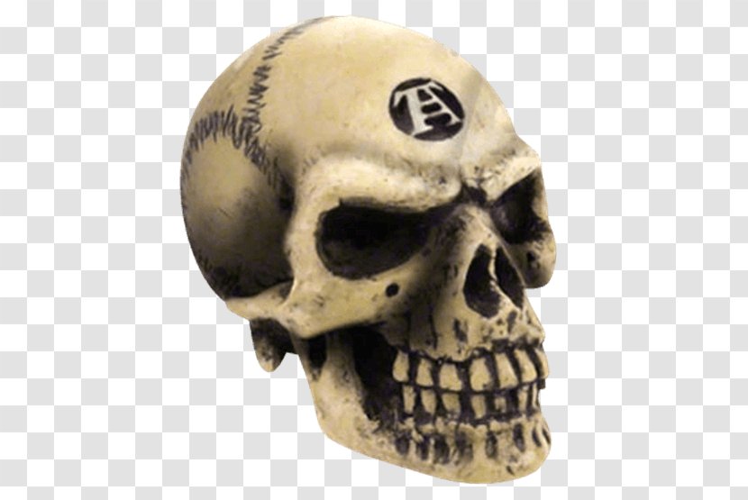 Skull Human Skeleton Alchemy Gothic - And Crossbones Transparent PNG