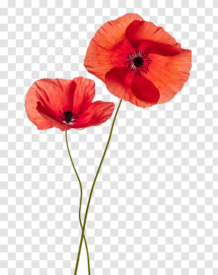 Common Poppy Flower Stock Photography Remembrance - Bouquet - Red Pattern Transparent PNG