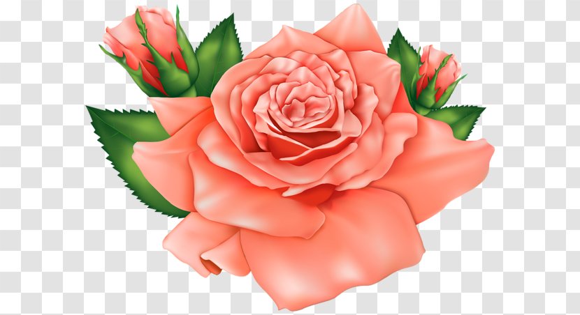 Rose Flower Orange Clip Art - Floral Design - Flowers Transparent PNG