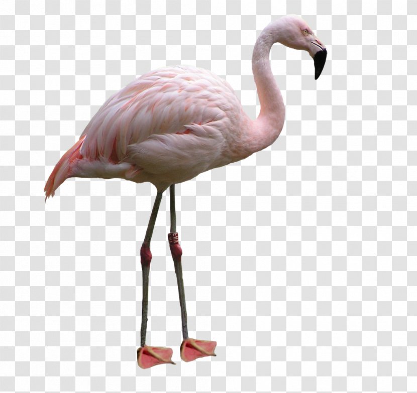Water Bird Flamingo Lovebird - Pink Transparent PNG